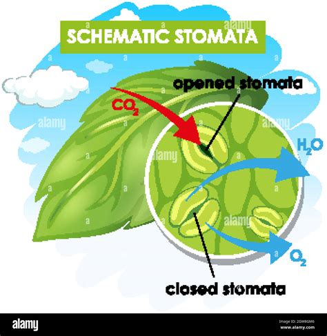 Diagram showing schematic stomata Stock Vector Image & Art - Alamy