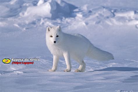 Zoologia Raposa Do ártico Vulpes Lagopus