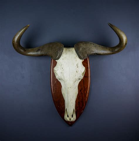 African Gnu Blue wildebeest Antelope horns and skull AHS268 | Antlers ...