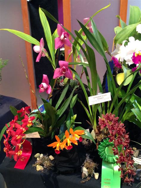 Pin By Sue Minott On Orchid Show Orchid Show Orchids Plants