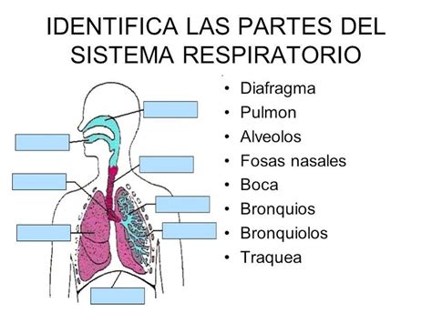 Sistema Respiratorio Puzzle Factory