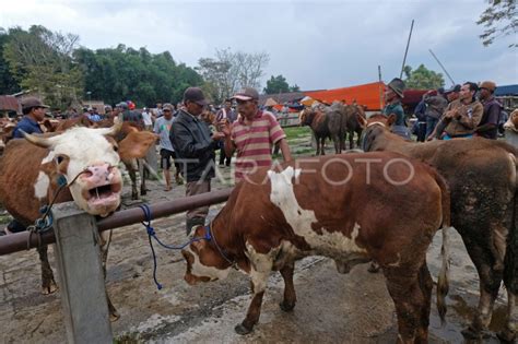 WABAH PMK PENGARUHI PENJUALAN HEWAN TERNAK ANTARA Foto