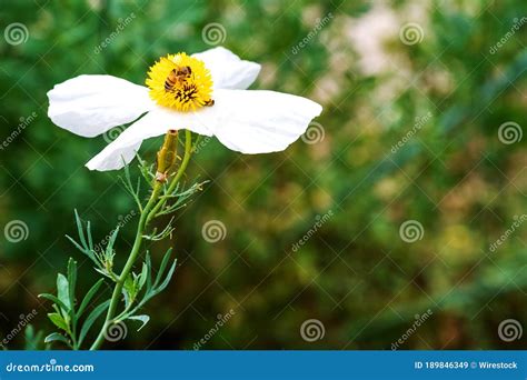 Foto Seletiva De Uma Abelha Sobre A Flor Branca Estame Amarelo