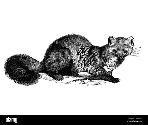 Mustelid, Mustelidae weasel family family of carnivorous mammals Stock ...