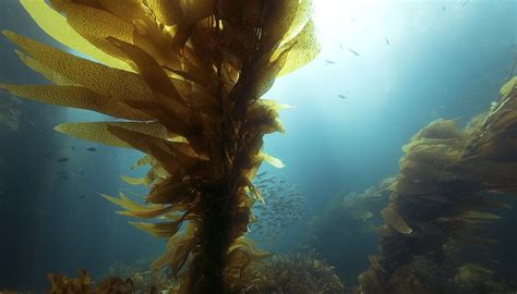 Sea Kelp Facts for Kids | Sciencing