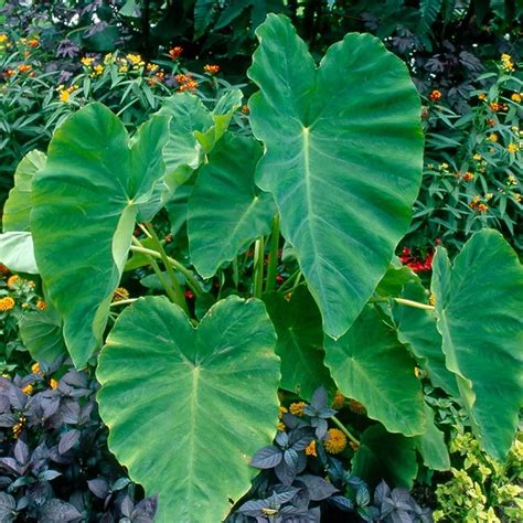 Pond Plants Green Taro Colocasia Esculenta