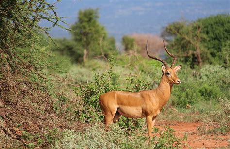 Gazelle Tsavo Kostenloses Foto Auf Pixabay