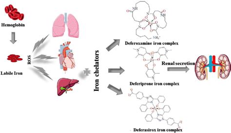 Mechanism of action of iron chelators. | Download Scientific Diagram