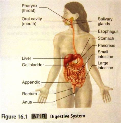 Digestive and Urinary System - Human Anatomy and Physiology