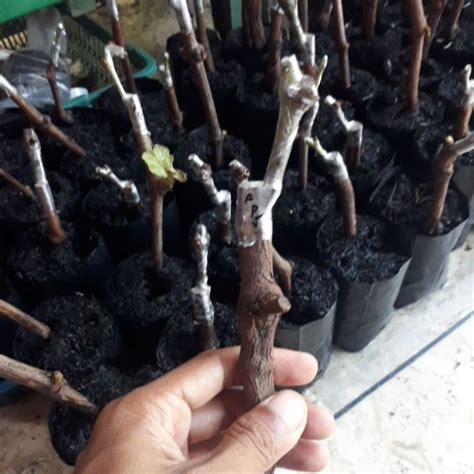 Jual Paket 5 Cutting Grafting Anggur Import Indonesia Shopee Indonesia