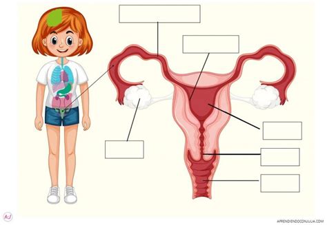 Print Map Quiz Sistema reproductor femenino biología 6º primaria