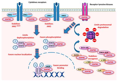 Cancers Free Full Text Chaperoning Stat By Heat Shock Proteins