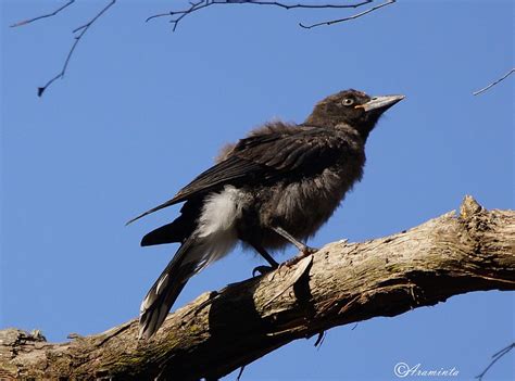 Juvenile Currawong | BIRDS in BACKYARDS