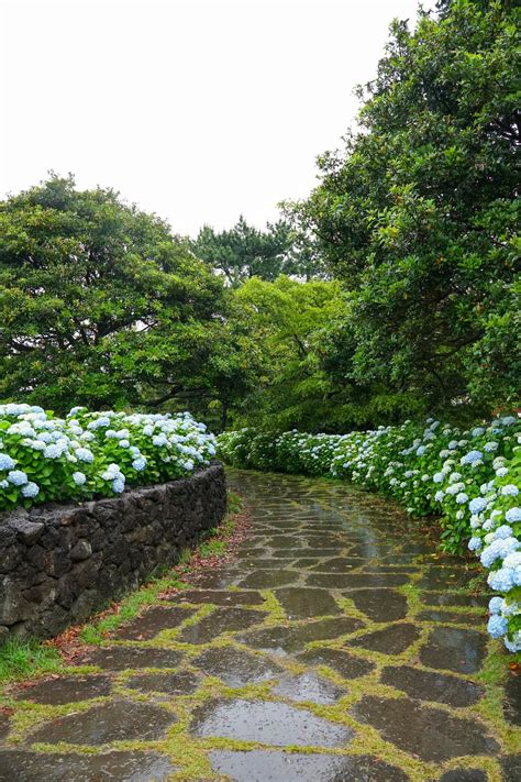 Un Hermoso Camino De Hortensias Con Hortensias Azul Cielo En Plena