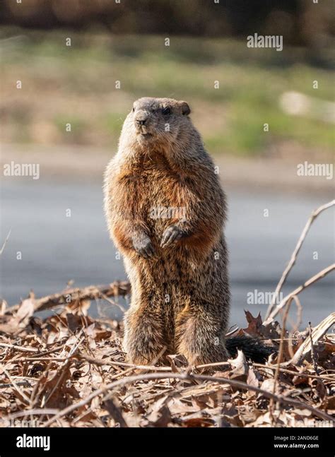 Groundhog burrow hi-res stock photography and images - Alamy