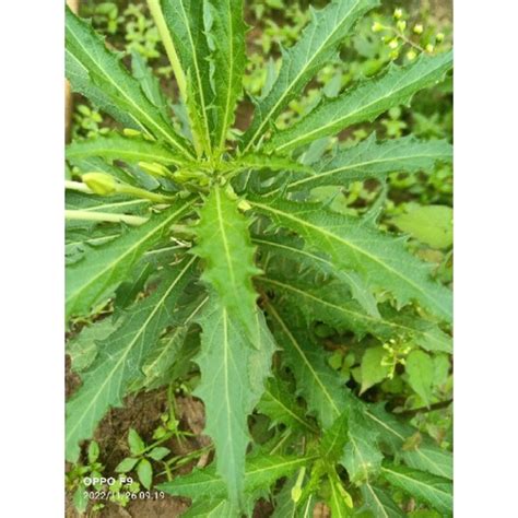 Jual Daun Ki Tolod Masih Segar Per Kg Shopee Indonesia