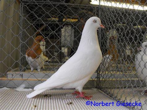 Cologne Tumbler Pigeon Encyclopedia Of Pigeon Breeds