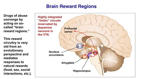 The Biology Of Addiction The Mind Voyager