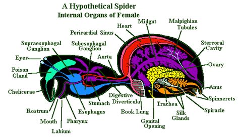 The Digestive System The Wolf Spider Resource