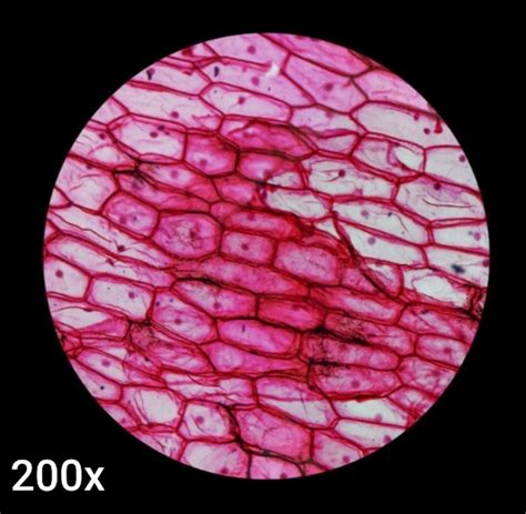 C Lulas Cebola Biologiacel