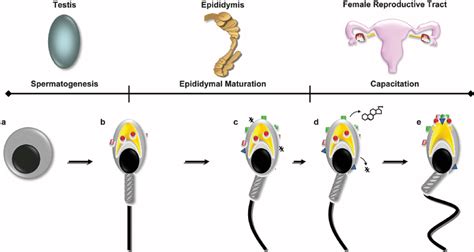 Sperm Maturation Process