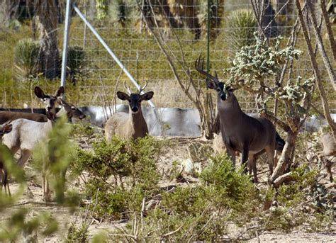 La Jornada Pedir N A Amlo En Zacatecas Declarar Como Reserva Desierto