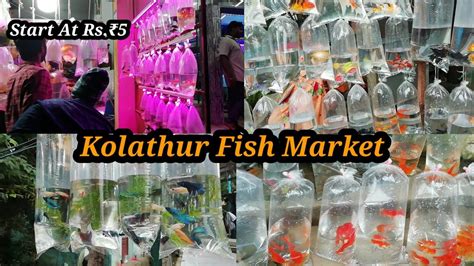 Start At Rs 5 Kolathur Fish Market Biggest Wholesale Market Kolathur