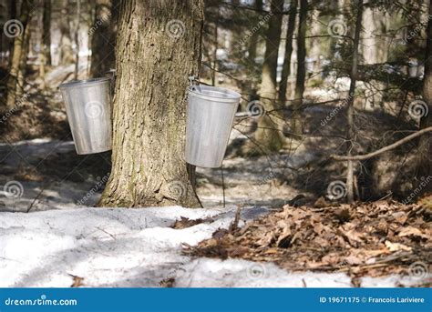 Droplet Of Sap Flowing Into A Pail To Produce Maple Syrup Stock