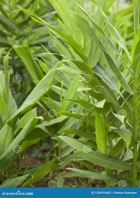 Ginger With Galangal Tree Leaves Stock Image Image Of Galanga Herb