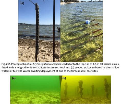 3. Underwater photographs showing a shellfish habitat site (a) prior to ...