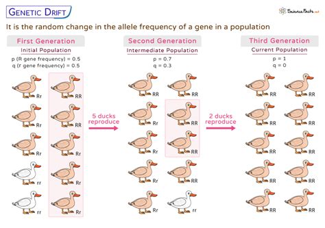 Genetic Drift - Definition, Types, Examples, and Diagram