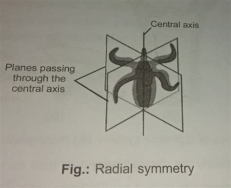 Symmetry In Animals: Types Of Symmetry, Bilateria And, 56% OFF