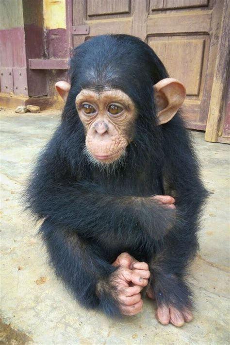 Pet Chimpanzee