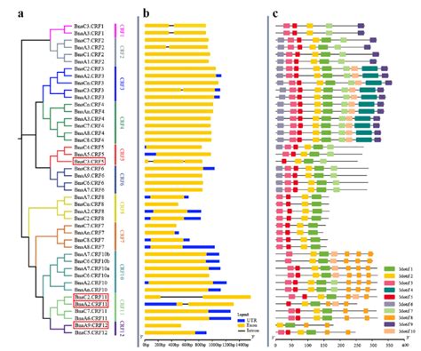 Phylogenetic Relationships Gene Structure And Architecture Of