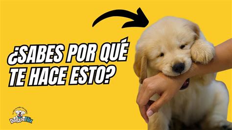 Qué SIGNIFICAN los MORDISCOS de tu PERRO Aprende a Interpretarlos