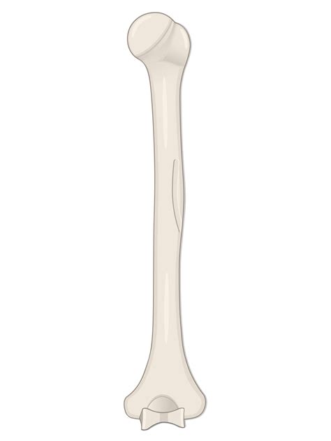 Humerus bone posterior view: shaft region