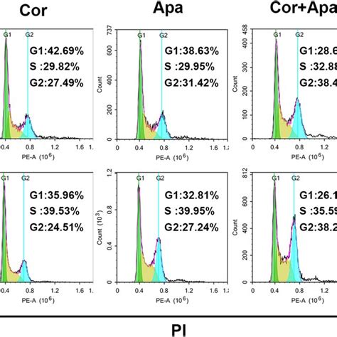 Effect Of Cordycepin And Apatinib Alone And In Combination On Cell