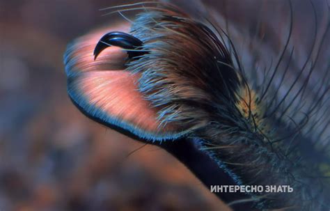 Оказывается лапки пауков выглядят именно так! Теперь вы точно ...