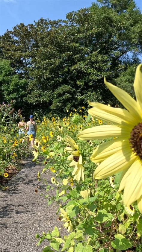 Step Into Enchanting Beauty Airlie Gardens In Wilmington Nc Nature