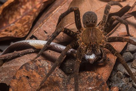 Spiders Eat Snakes Around The World Surprising Study Reveals