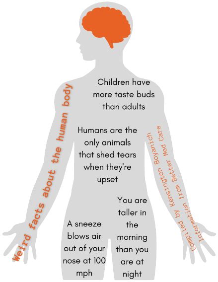 Weird Facts about the Human Body – Cry of the Hawk