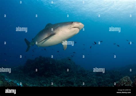 Tiger shark in Hawaii Stock Photo - Alamy