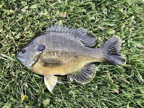 Best Time To Catch Bluegill Complete Guide