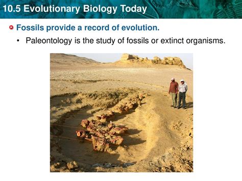 Fossils Provide A Record Of Evolution Ppt Download