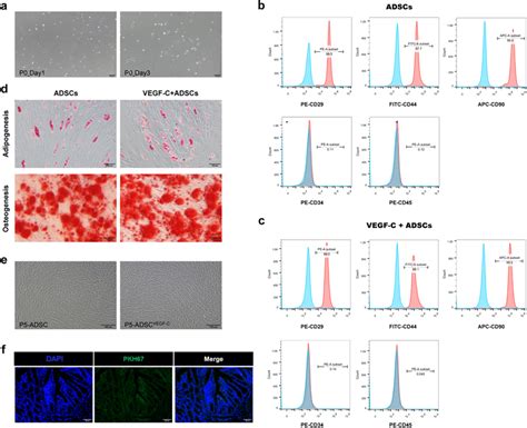 Characterization And Identification Of Isolated Adscs And Vegf C Download Scientific Diagram