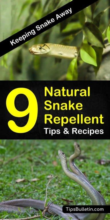 9 Fast & Easy Homemade Snake Repellent Recipes