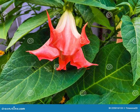 Flower Of Angels Trumpet Brugmansia Sanguinea Stock Photography