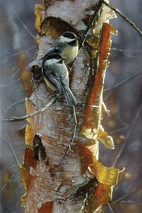 Black Capped Chickadees Sunlit Birch Art And Frame Adelaide