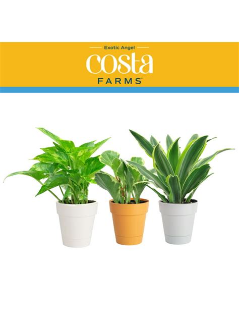 Costa Farms In Indoor Plants