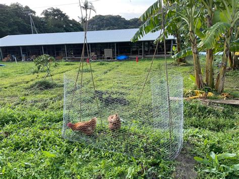 sunshine farm okinawa